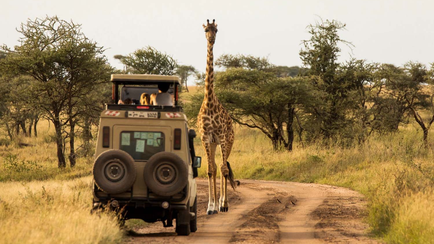 How Camp Choice, Transfers and Park Fees Shape Your Luxury Safari Bill